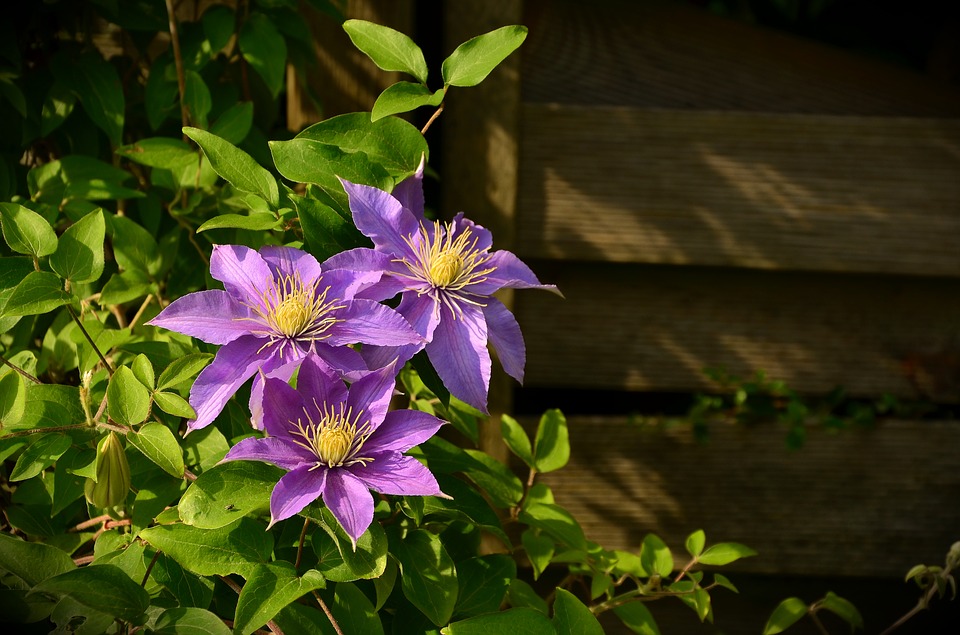 5月おすすめの花鉢