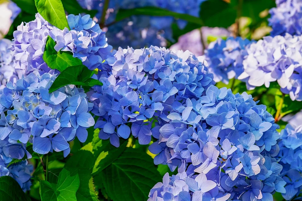 ６月おすすめの花鉢