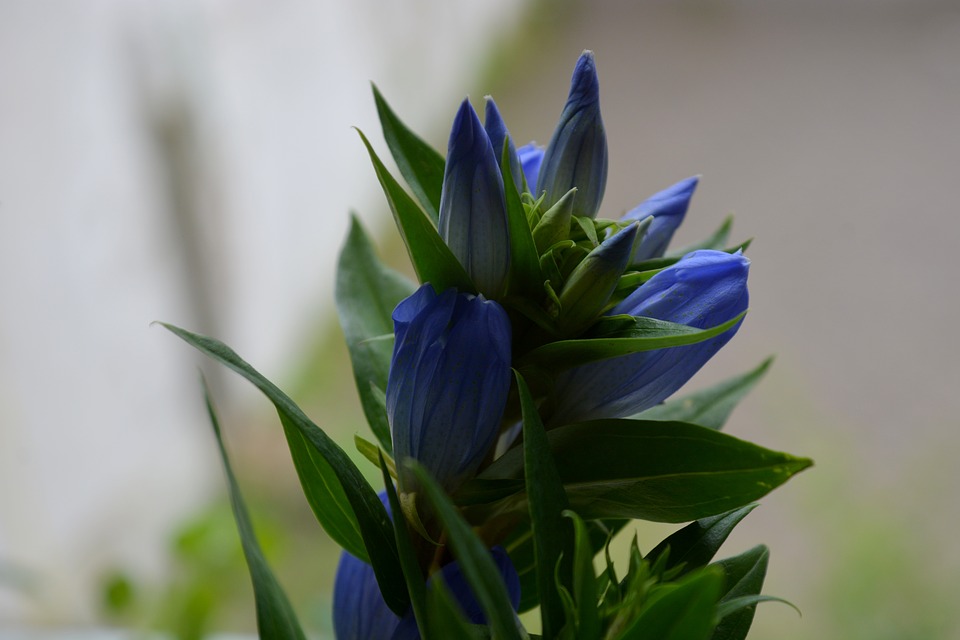 9月おすすめの花鉢